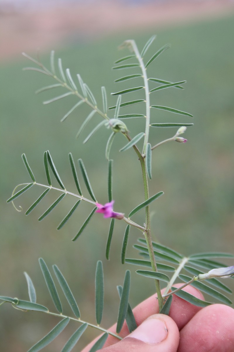 Vicia monantha subsp. monantha photo 4