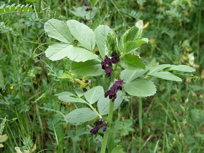 Purple Broad Vetch