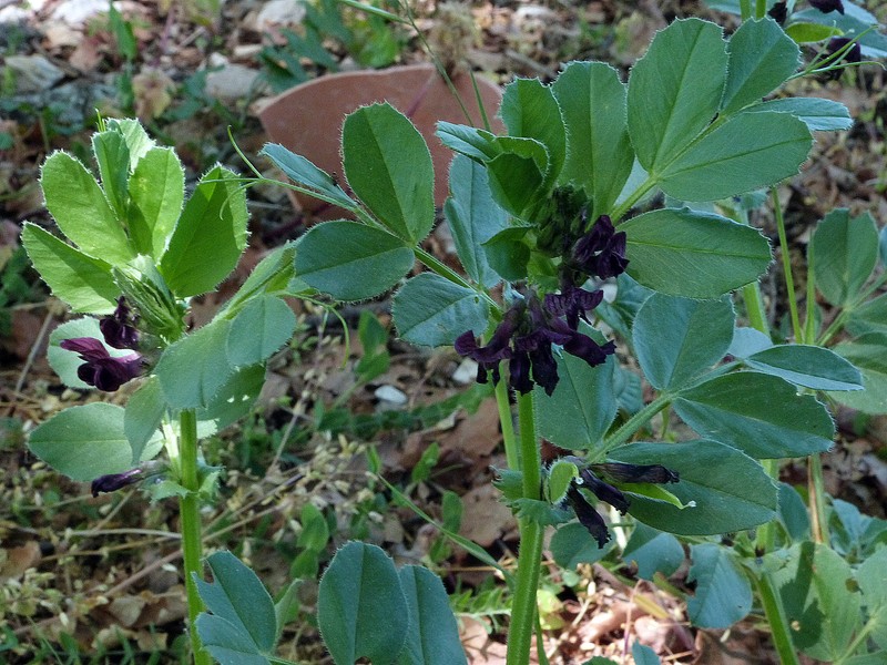 Purple Broad Vetch photo 5