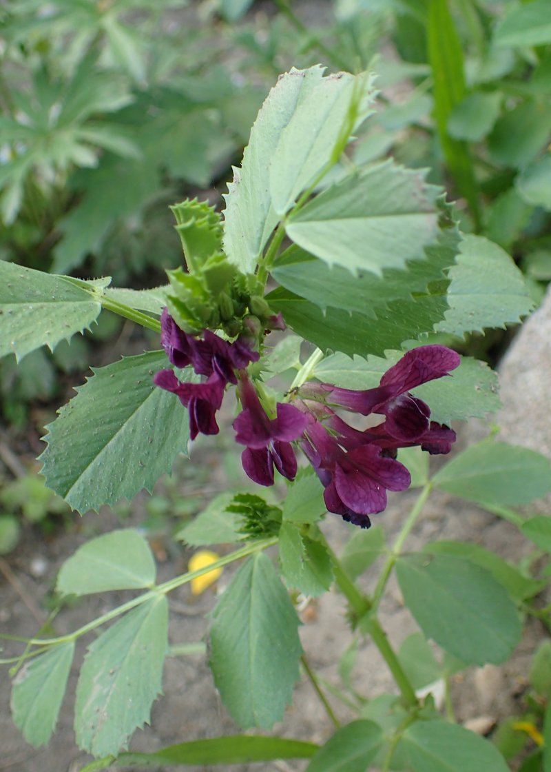 Purple Broad Vetch photo 7