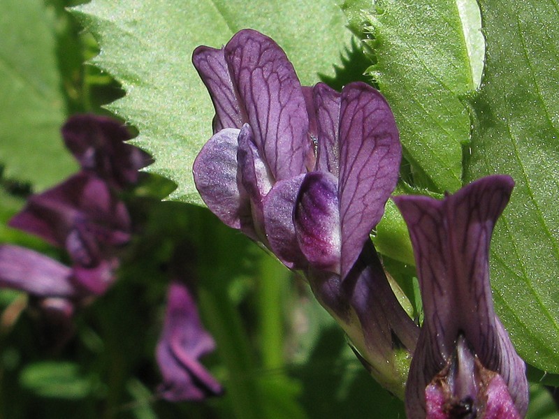 Purple Broad Vetch photo 2