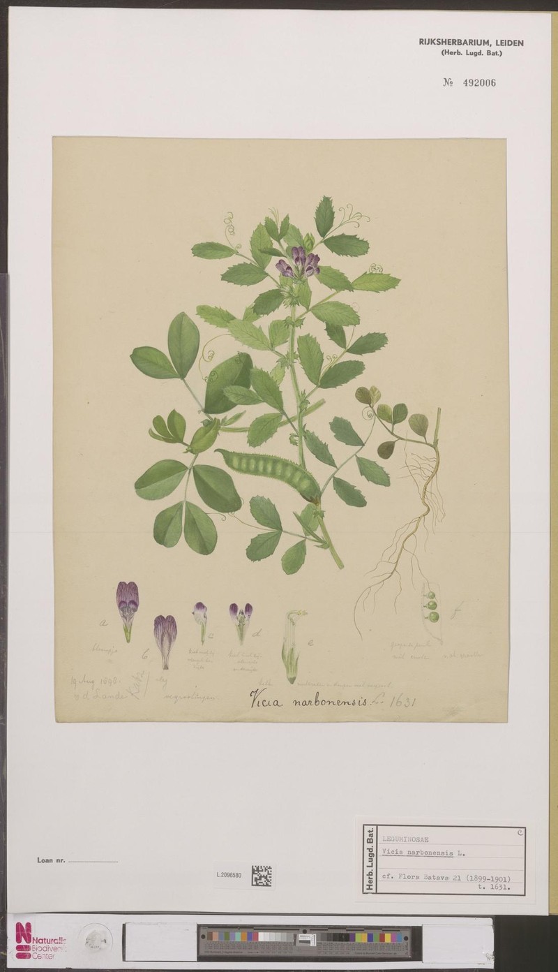 Purple Broad Vetch photo 3