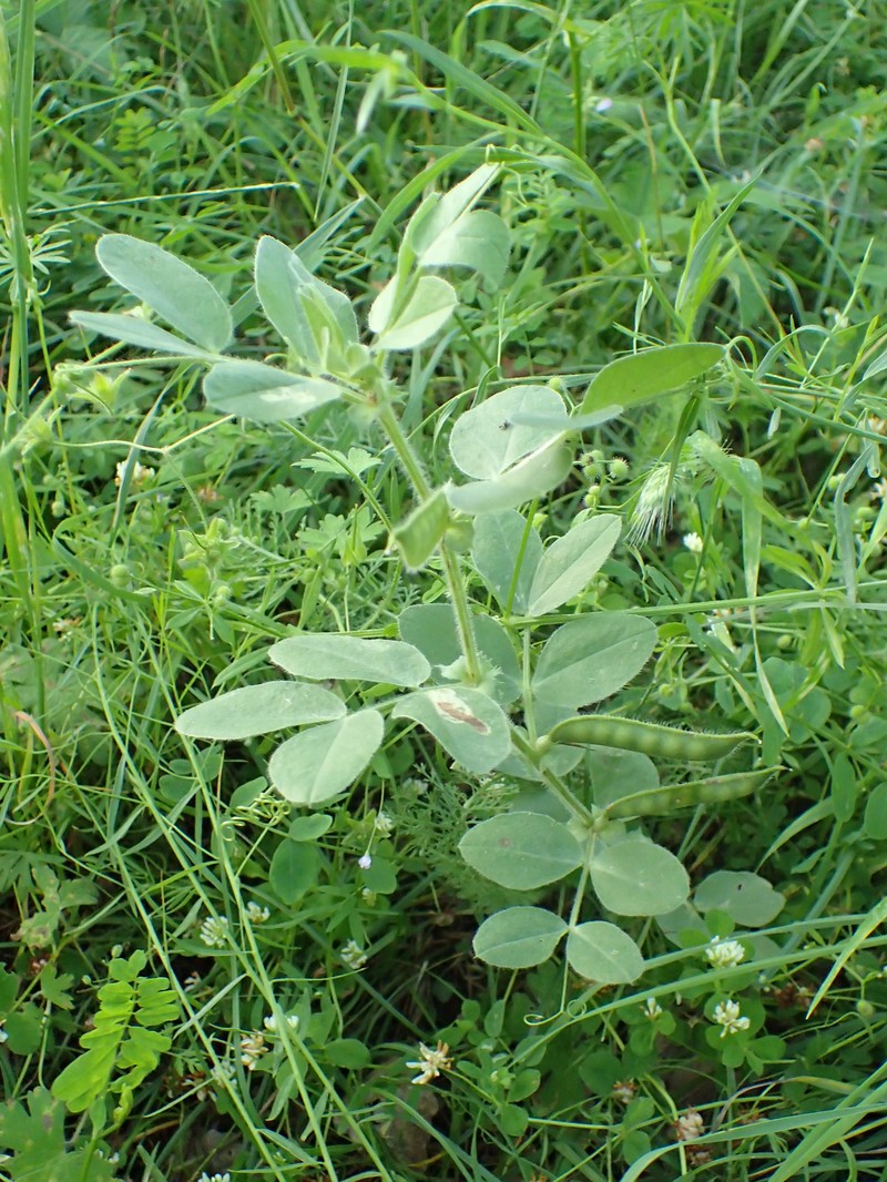 Purple Broad Vetch photo 4