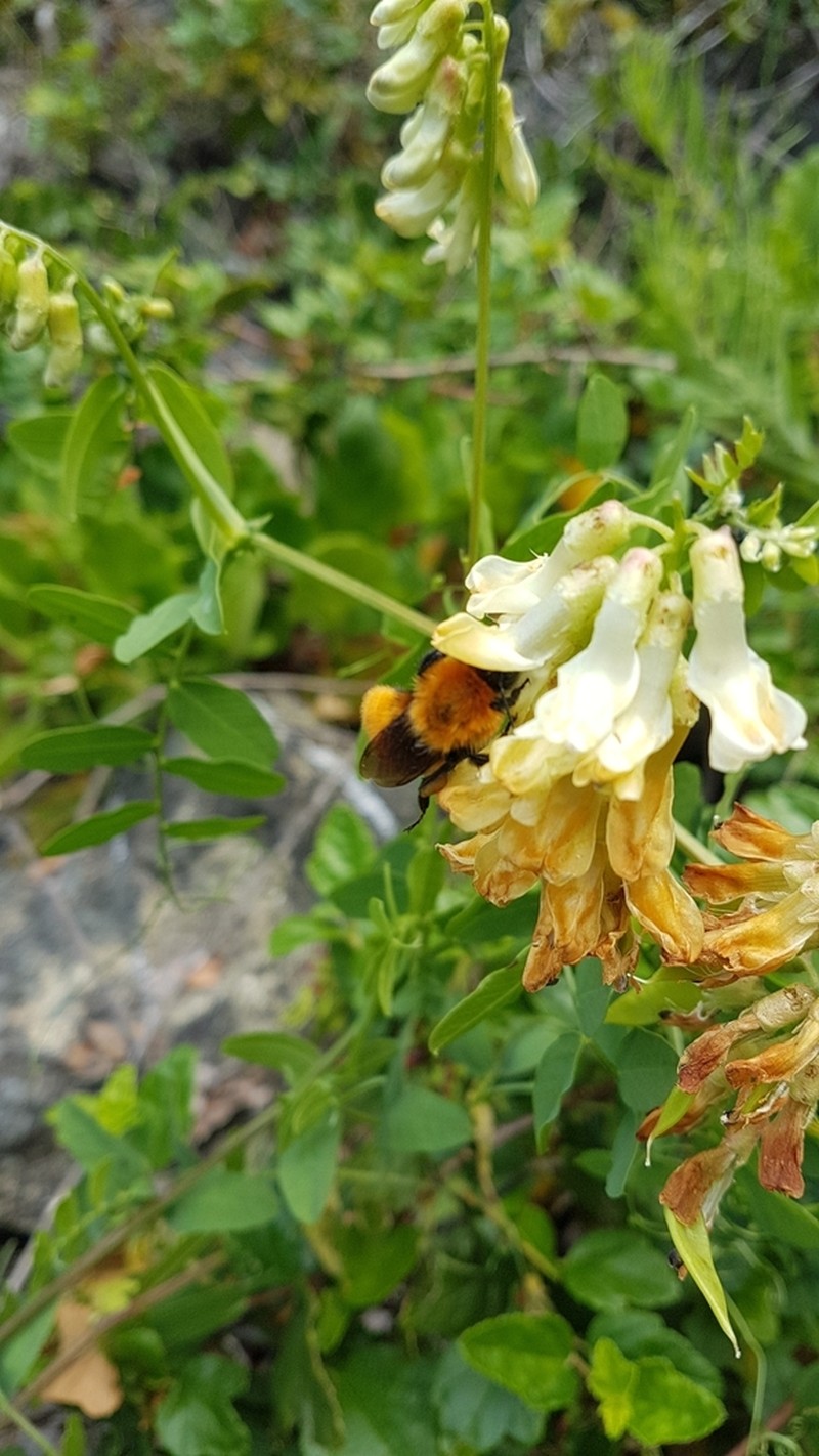 Black Vetch photo 2