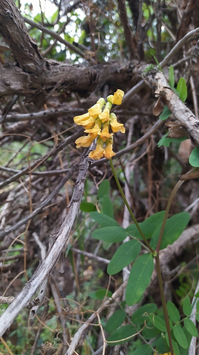 Black Vetch photo 3