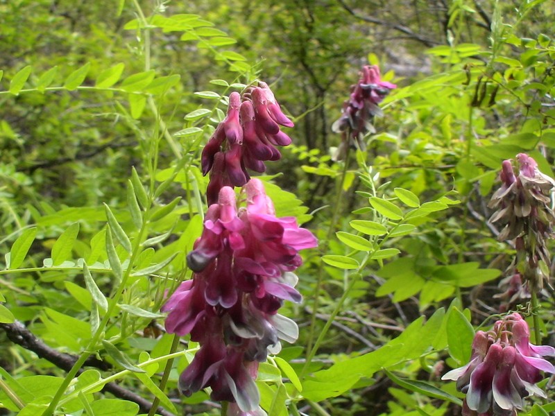 Black Vetch photo 4