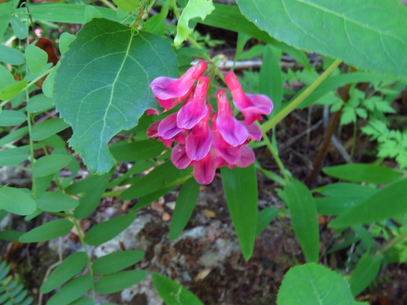 Black Vetch photo 5