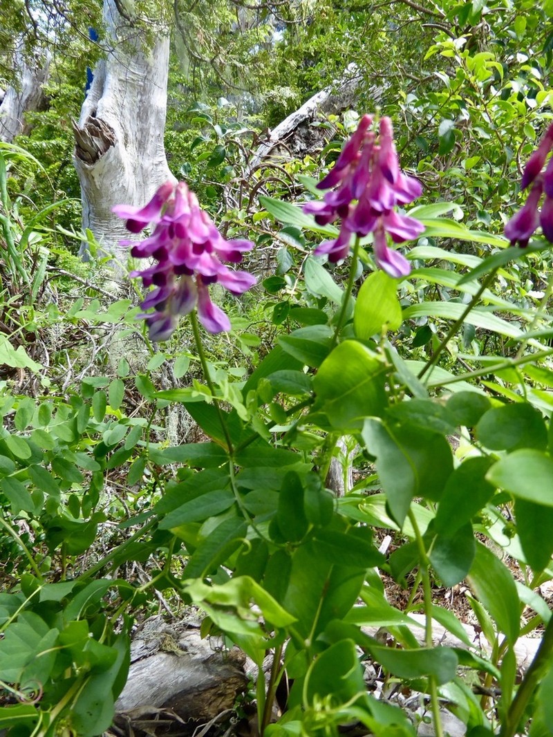 Black Vetch photo 6