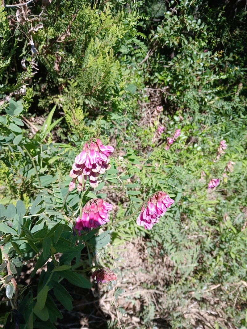 Black Vetch photo 7