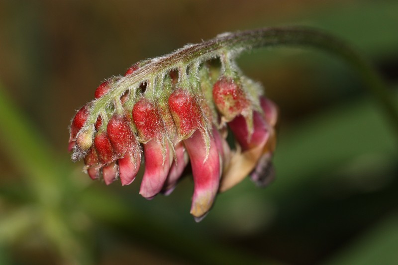Black Vetch