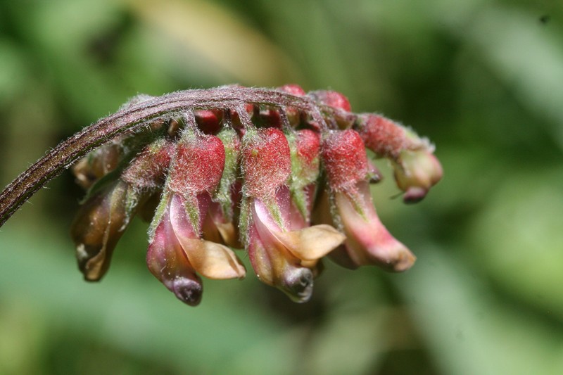 Vicia nigricans var. gigantea