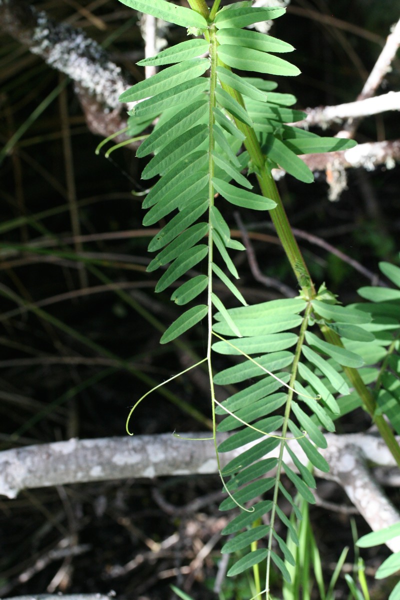 Vicia nigricans var. gigantea photo 2
