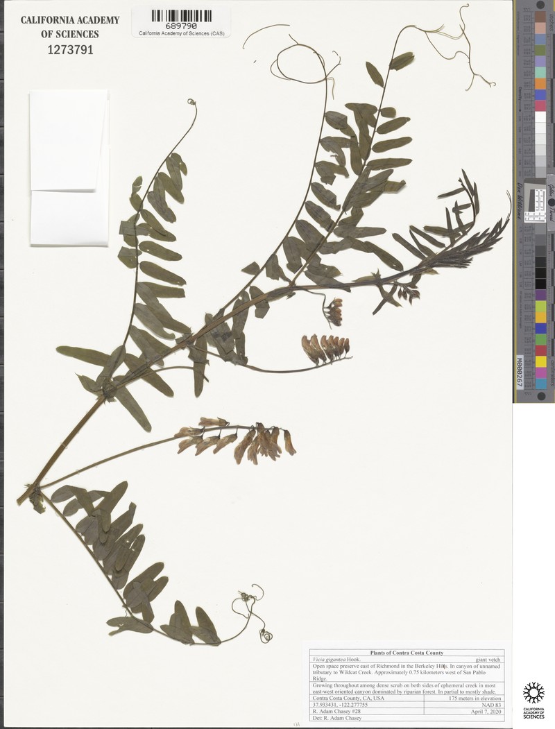 Vicia nigricans var. gigantea photo 3
