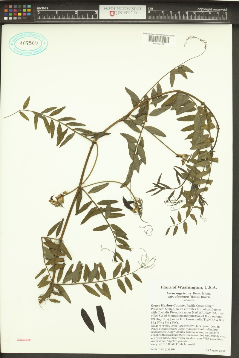 Vicia nigricans var. gigantea photo 4