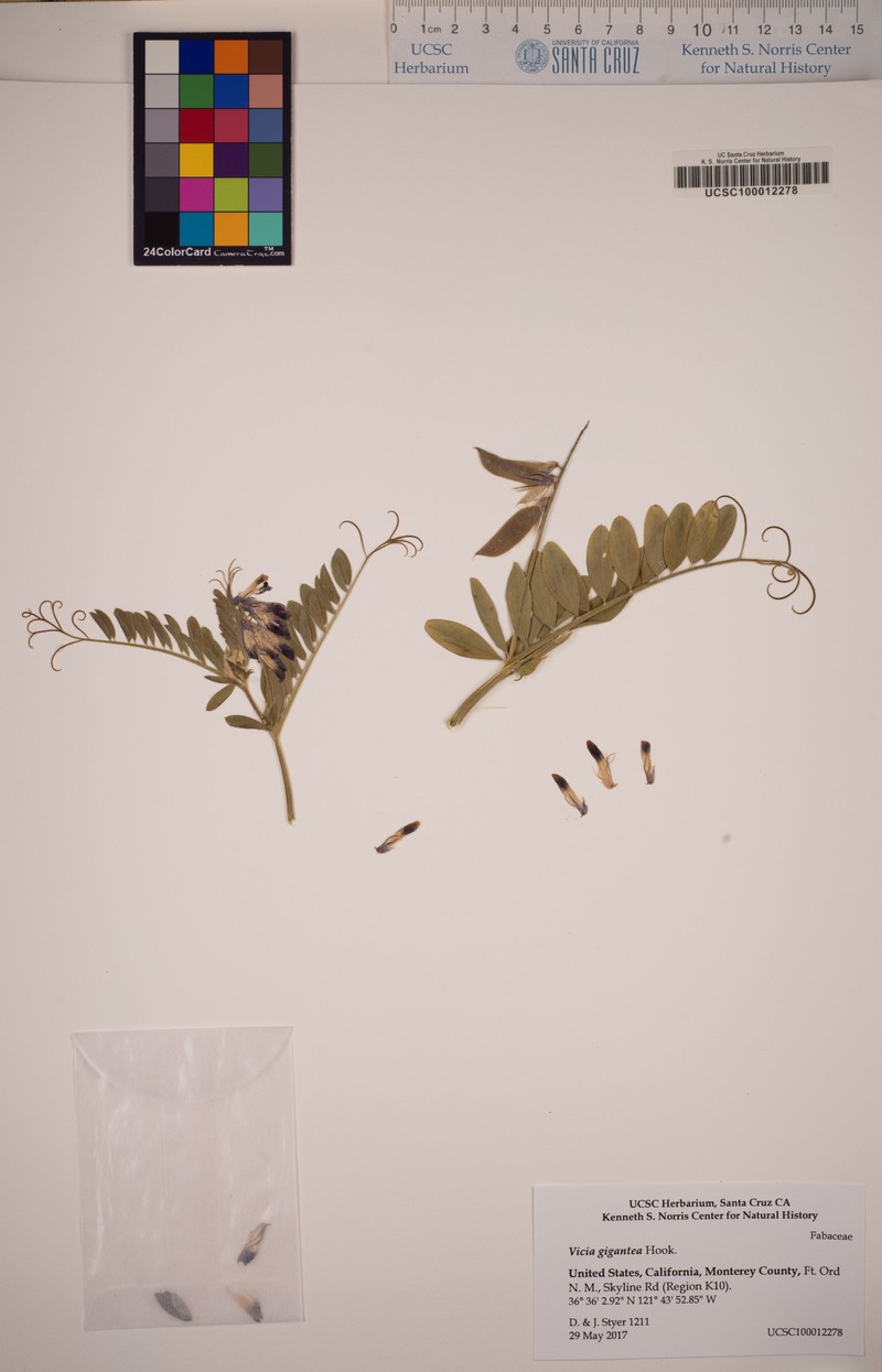 Vicia nigricans var. gigantea photo 5
