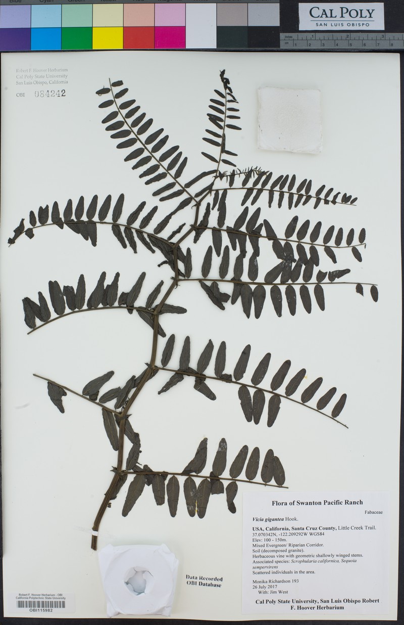 Vicia nigricans var. gigantea photo 6