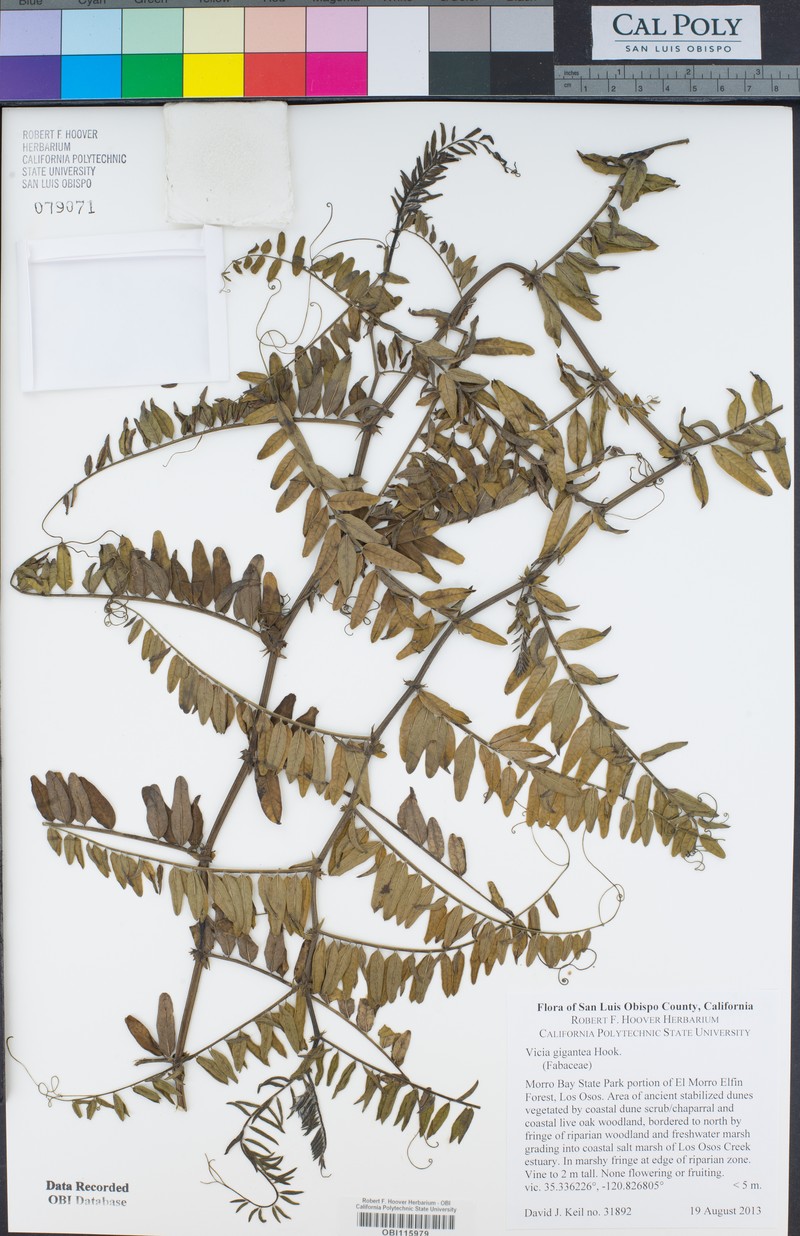 Vicia nigricans var. gigantea photo 7