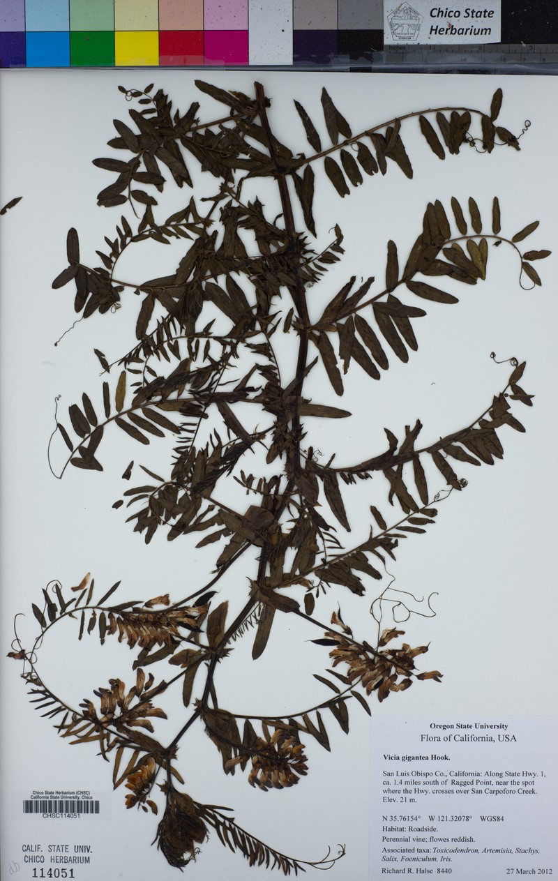 Vicia nigricans var. gigantea photo 8