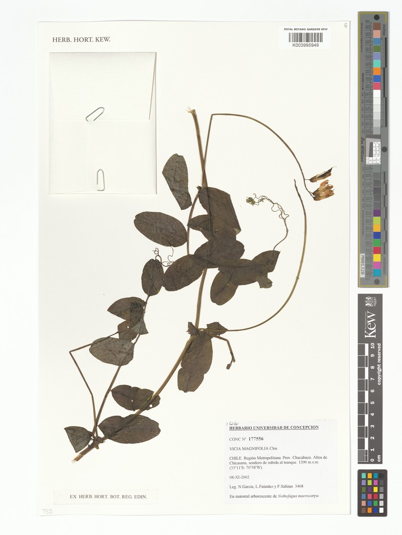Vicia nigricans var. nigricans