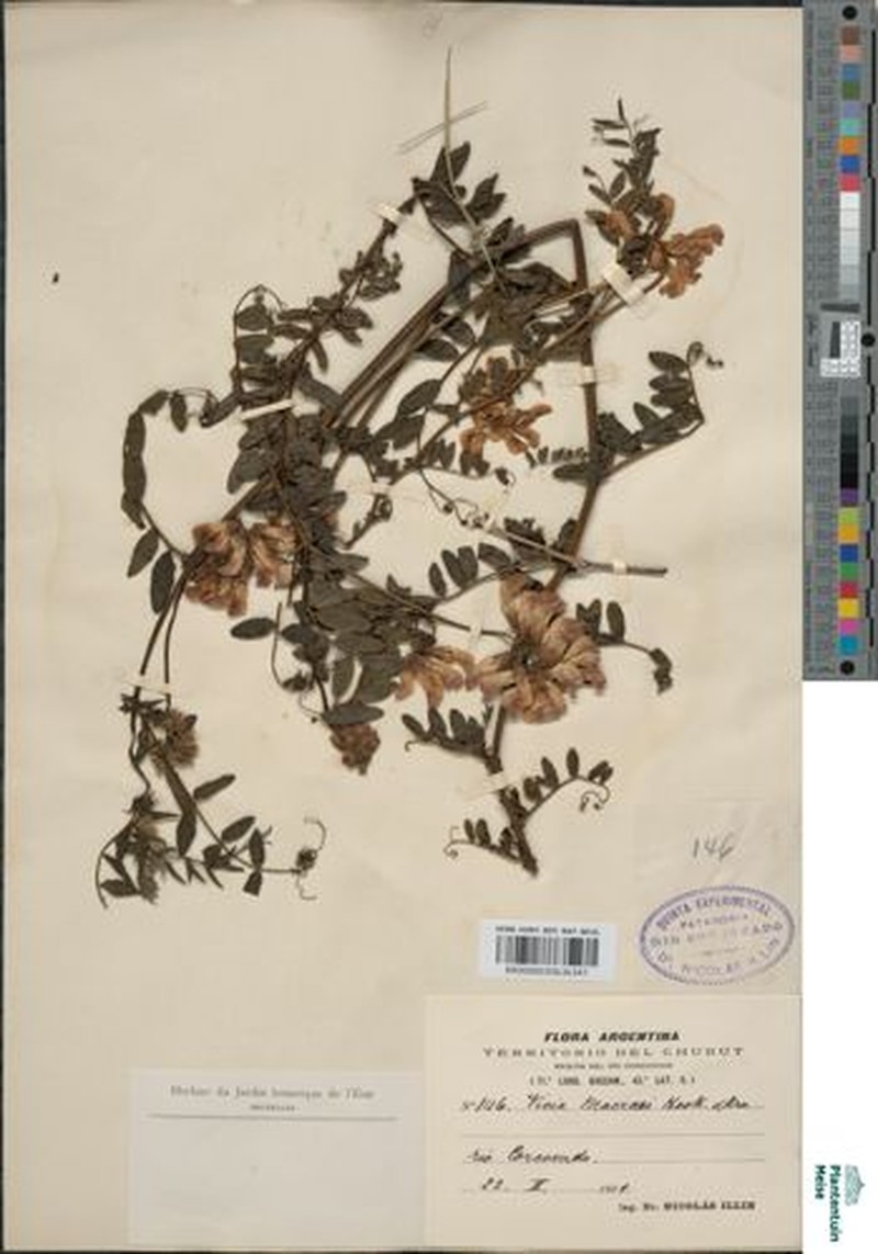 Vicia nigricans var. nigricans photo 2