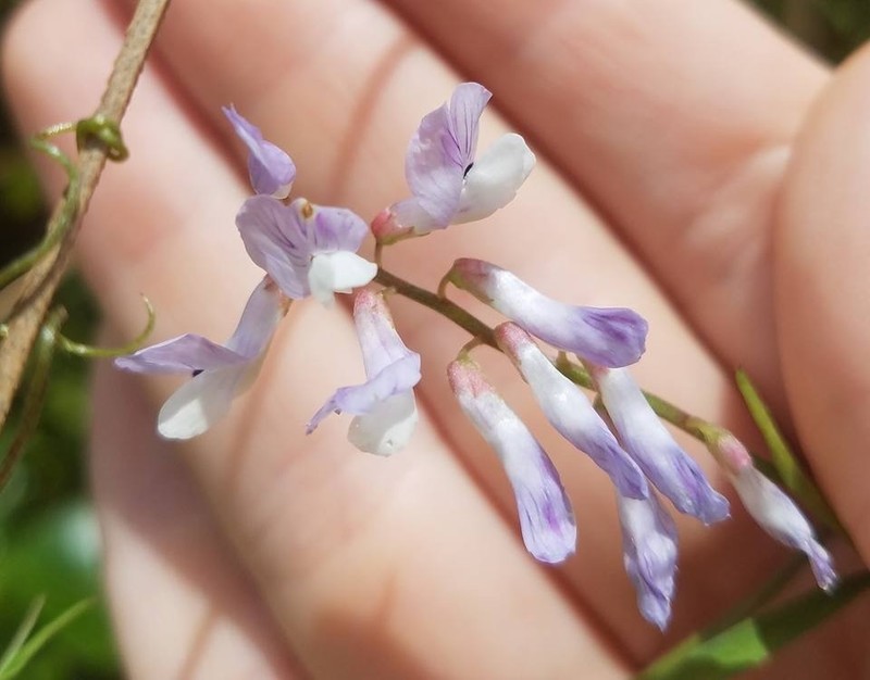 Ocala Vetch