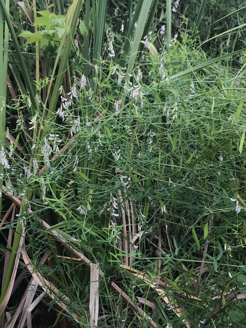 Ocala Vetch photo 2