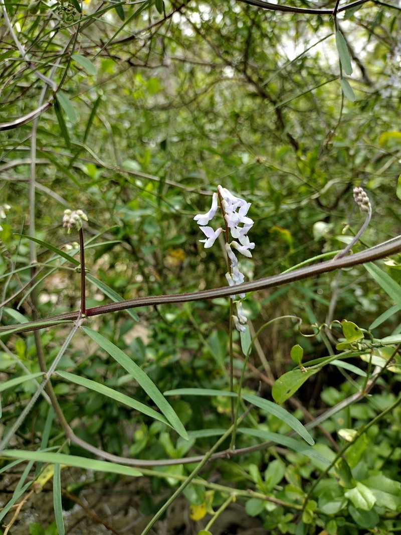 Ocala Vetch photo 3