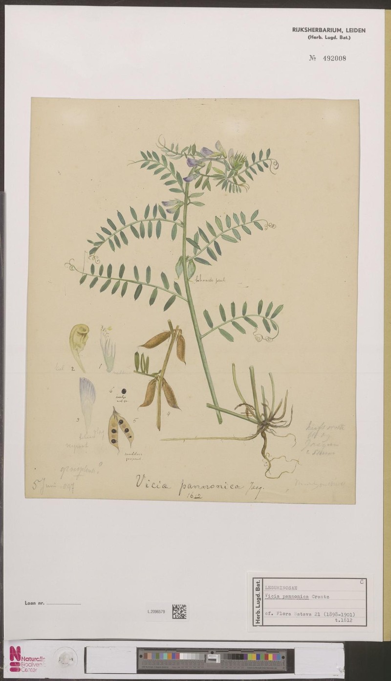 Hungarian Vetch photo 4