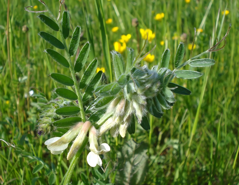 Hungarian Vetch