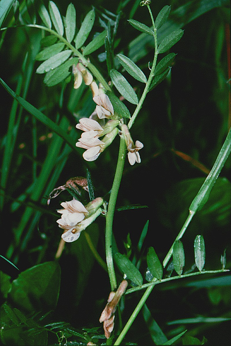 Hungarian Vetch photo 2