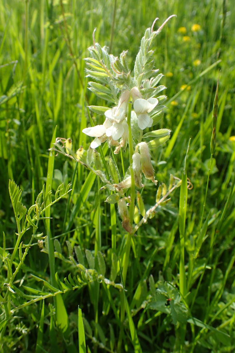 Hungarian Vetch photo 3