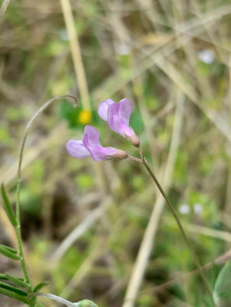 Slender Vetch