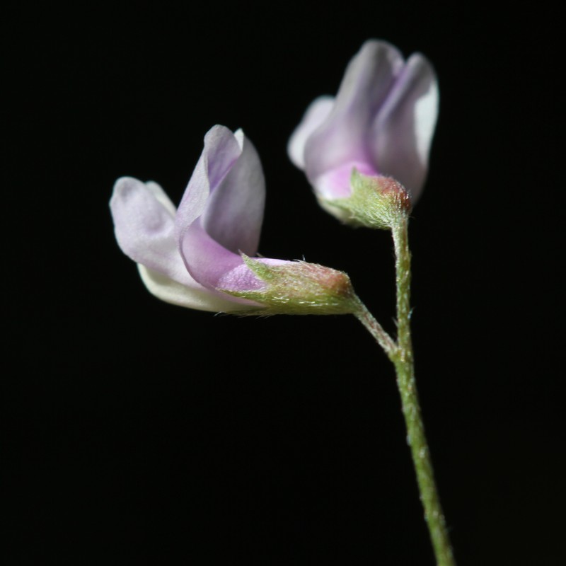 Slender Vetch photo 4