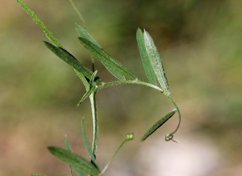 Slender Vetch photo 5