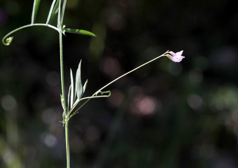 Slender Vetch photo 6