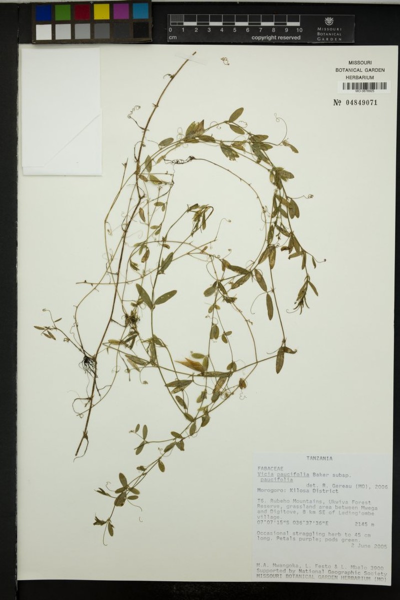 Vicia paucifolia subsp. paucifolia photo 2