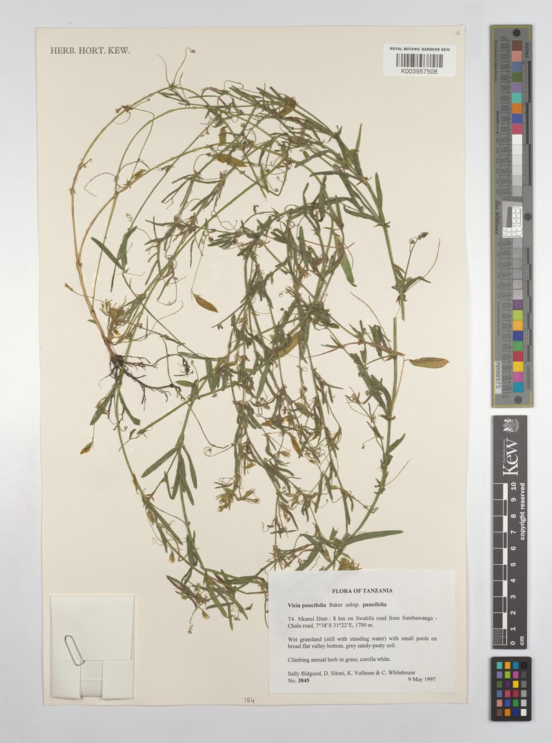 Vicia paucifolia subsp. paucifolia photo 3