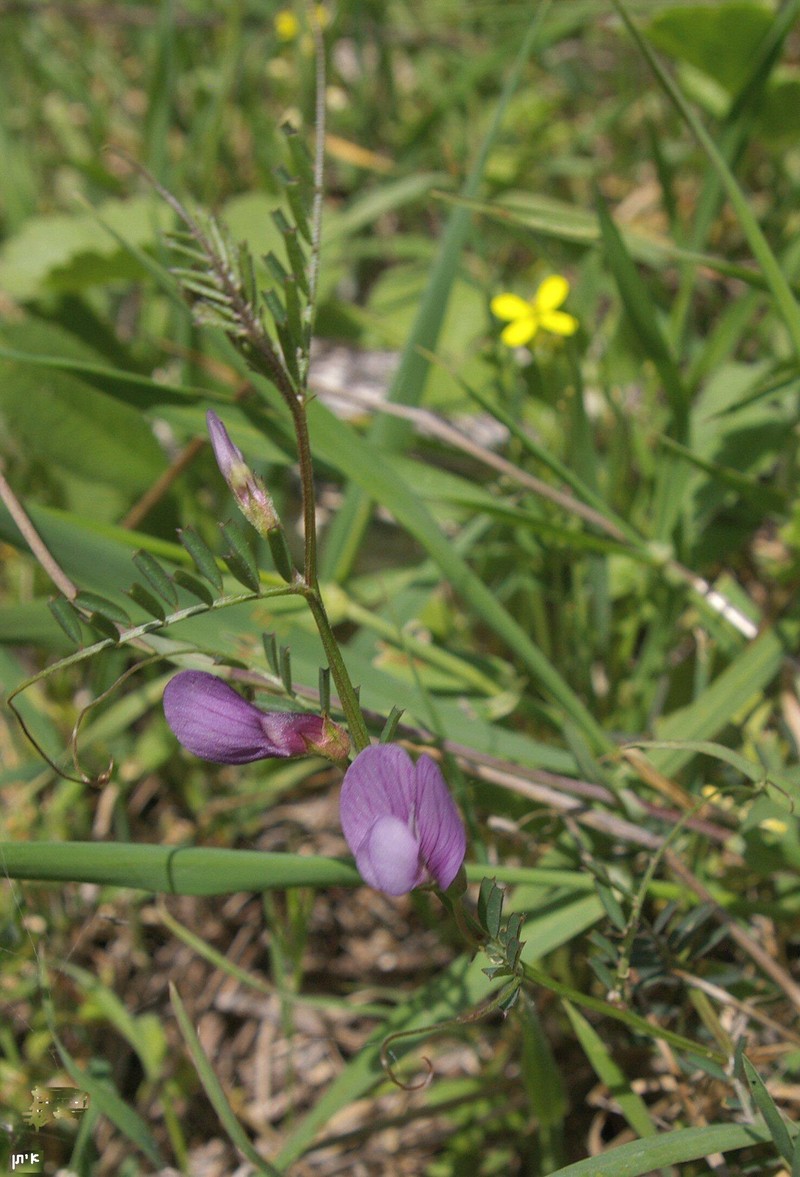 Wandering Vetch photo 3