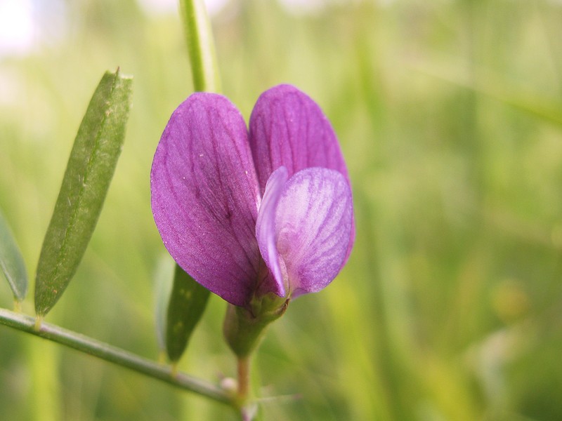 Wandering Vetch