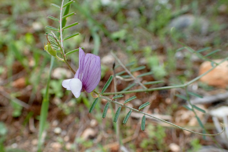 Wandering Vetch photo 2