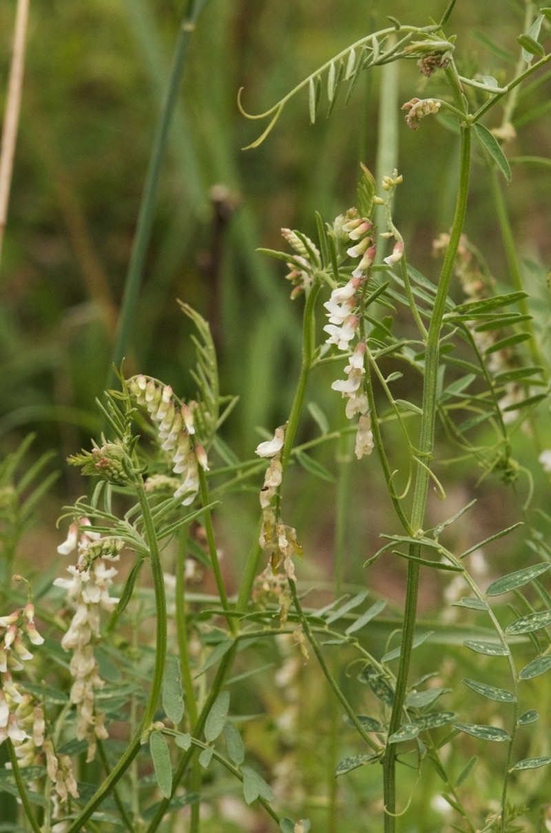 Sweetclover Vetch