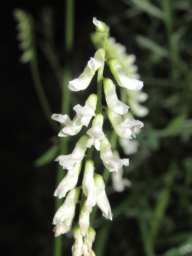 Sweetclover Vetch photo 2