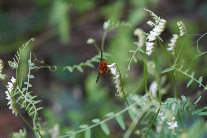 Sweetclover Vetch photo 3