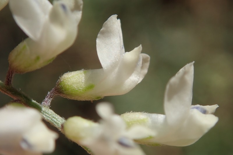 Sweetclover Vetch photo 4