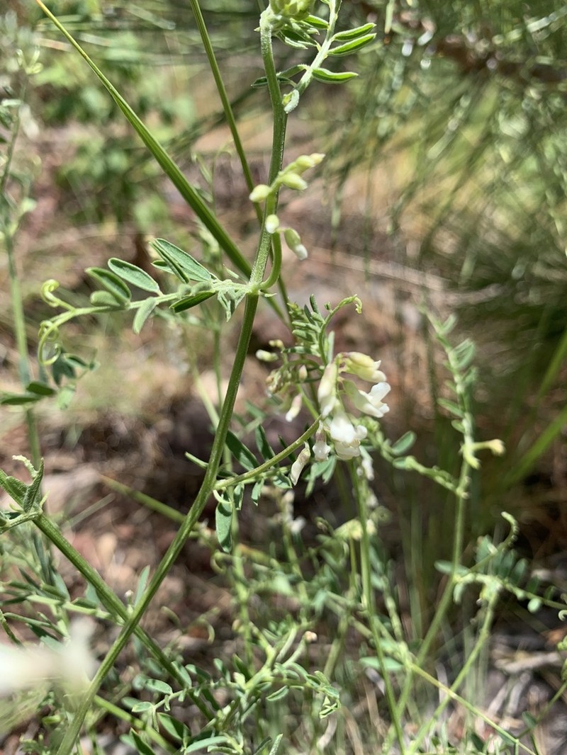 Sweetclover Vetch photo 5
