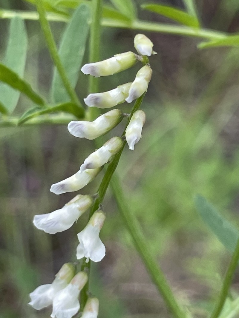 Sweetclover Vetch photo 6