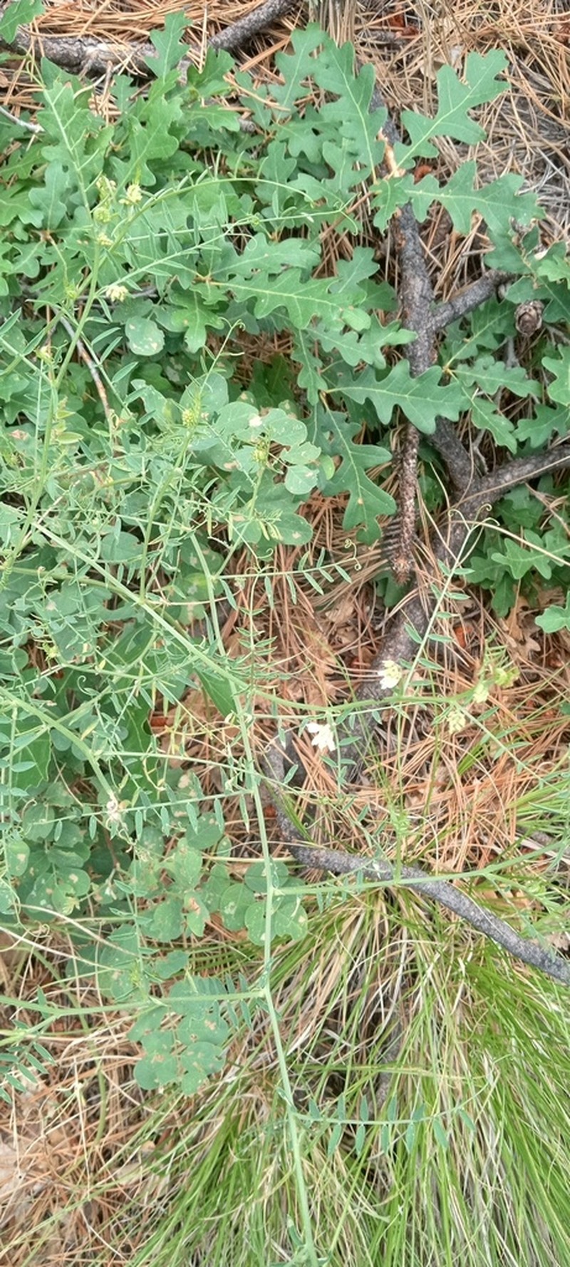 Sweetclover Vetch photo 7