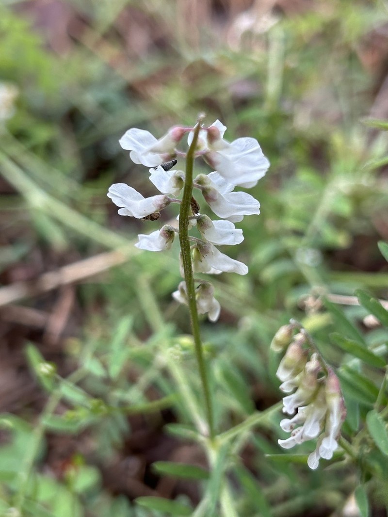 Sweetclover Vetch photo 8