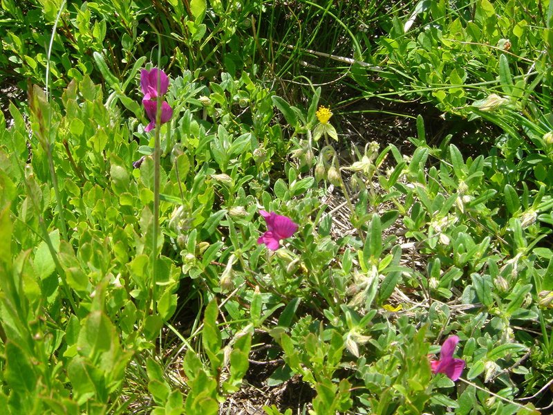 Vicia pyrenaica