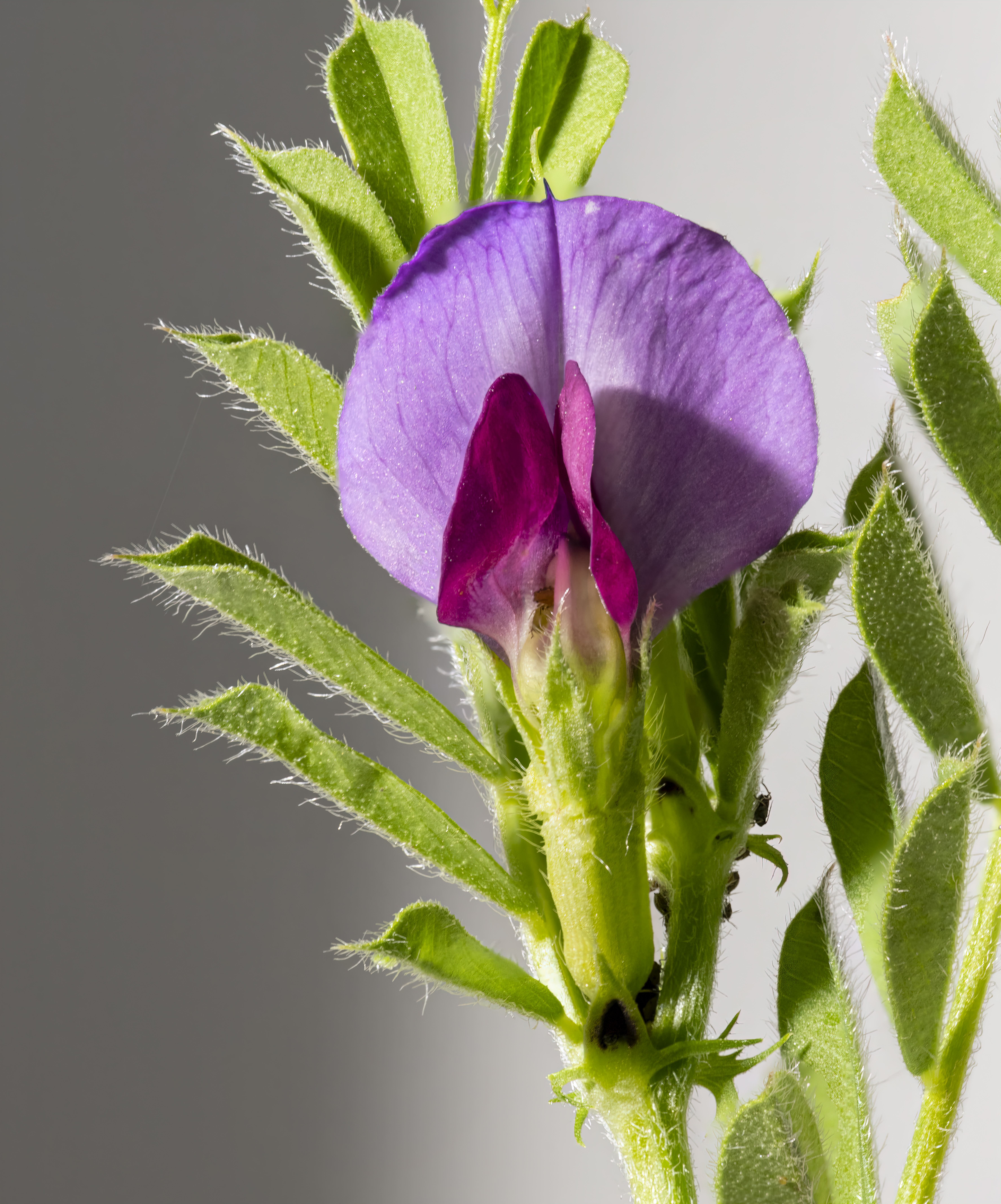 Garden Vetch photo 6